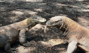 Komodo