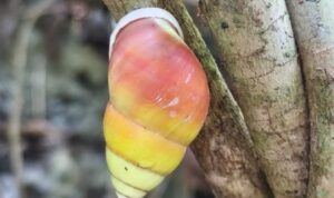 Siput Daun