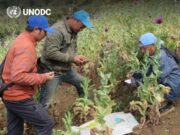 Laporan Narkoba Dunia UNODC Tahun 2026