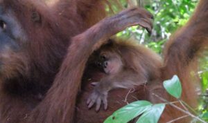 Orangutan