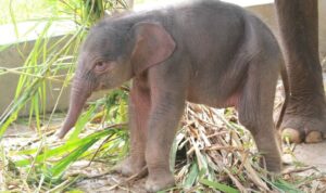 Anak gajah