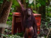 Menuju HKAN 2026: Perjalanan Mengantar Tiga Orangutan Pulang ke Rumah