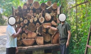 Kayu ilegal logging