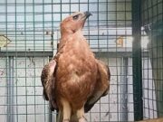 kisah penyelamatan Elang Jawa Tersesat di Surabaya
