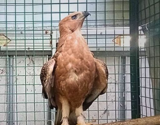 kisah penyelamatan Elang Jawa Tersesat di Surabaya