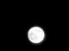 Fenomena Buck Moon