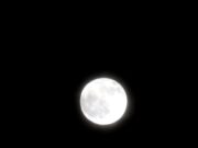 Fenomena Buck Moon