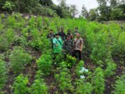 Kodim 0101/KBA Temukan Ladang Ganja 2,5 Hektar di Pegunungan Indrapuri, Aceh
