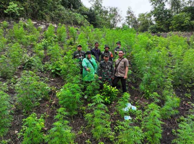 Lahan ganja di indrapuri