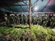 Tegas demi masa depan Papua, 5.000 Batang Ganja Berhasil Diungkap Koops TNI Habema