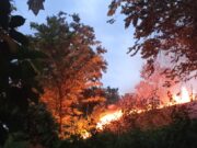 Puncak musim kemarau, BNPB : Karhutla terjadi di sejumlah daerah