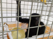 Modus perdagangan Siamang lewat jasa kurir daring