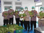 Polda Metro Jaya Panen 82 Kilogram Pakcoy untuk Dukung Program Makan Bergizi Gratis