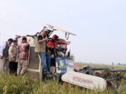 BULOG Tegaskan Stok Beras 5,25 Juta Ton Tersebar di Seluruh Gudang Indonesia