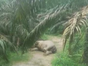 Gajah Sumatra Ditemukan Mati di Kebun Sawit Aceh Tamiang, BKSDA turunkan tim