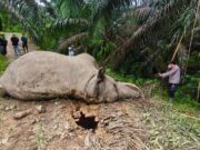 Balai KSDA Aceh Gerak Cepat Identifikasi Kematian Gajah Liar di Aceh Tamiang