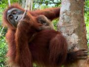 Kelahiran Bayi Orangutan di Cagar Alam Jantho, Aceh