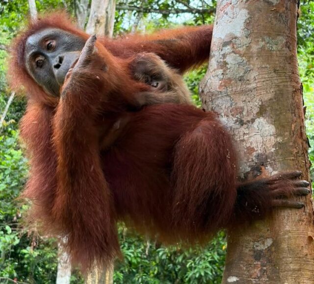 Orangutan