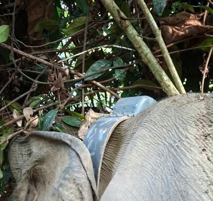 Gajah Liar Berhasil Dipasang GPS Collar