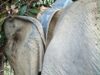 Gajah Liar Berhasil Dipasang GPS Collar
