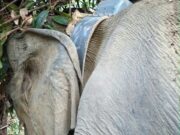 Gajah Liar Berhasil Dipasang GPS Collar