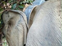 Gajah Liar Berhasil Dipasang GPS Collar