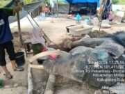 Gajah Binaan “Jovi” Tutup Usia Setelah 34 Hari Perawatan Intensif