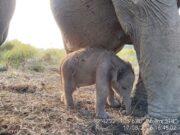 Anak Gajah Sumatera Lahir Sehat di PKG Jalur 21 Padang Sugihan