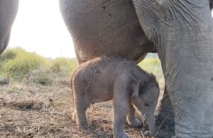 Anak Gajah Sumatera Lahir Sehat di PKG Jalur 21 Padang Sugihan