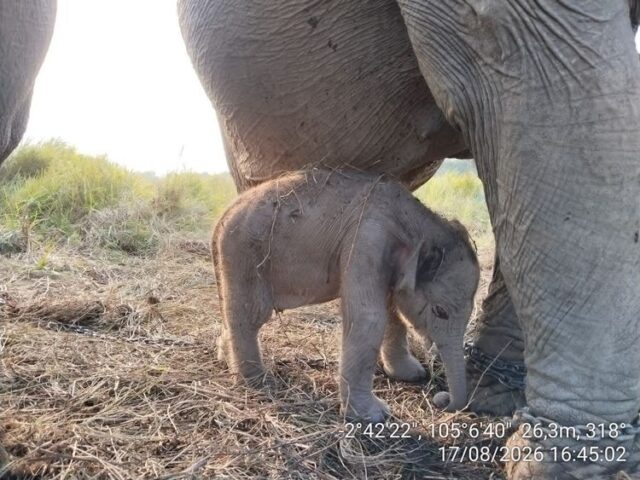 Anak Gajah