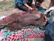 Kemenhut Evakuasi Orangutan dalam Kondisi Lemah dari Lokasi Terdampak Kebakaran di Ketapang