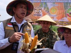 Bulog Siap Salurkan Tambahan 150 Ribu Ton SPHP Jagung hingga Akhir 2026