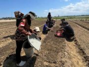 Satgas PRR Sebut Sektor Pertanian di Pidie Aceh terdampak bencana Kembali Produktif