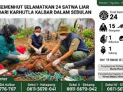 Kemenhut Selamatkan 24 Satwa Liar terdampak Karhutla Kalbar