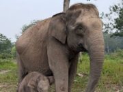 Gajah Sumatera “Lisa” Lahirkan Anak Jantan Sehat