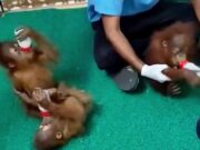 Indonesia Upayakan Repatriasi Lima Bayi Orangutan dari India