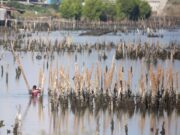 Tiram di waduk pengendalian banjir