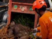 Penyelamatan Induk dan Anak Orangutan
