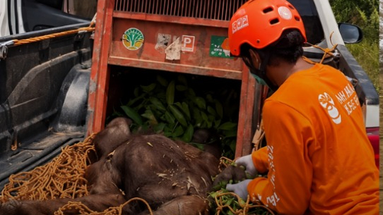 Orangutan