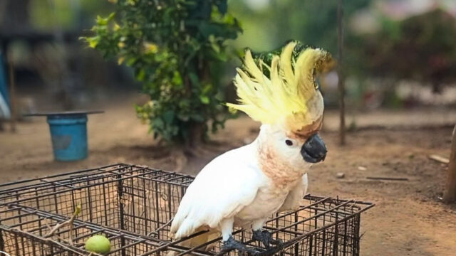 Kakaktua
