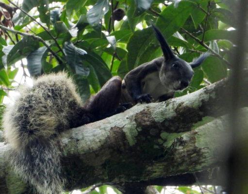 Misteri Jejak Tupai Vampir