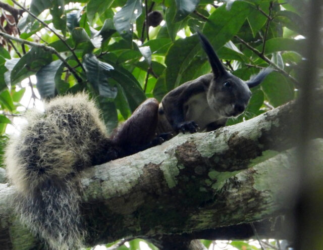 Tupai