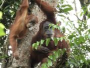 Generasi Baru Terus Bertumbuh di Cagar Alam Jantho, Orangutan Marconi Terpantau Bersama Anak Keduanya