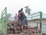 Pemodal Illegal Logging di Kalteng Tiga Bulan Buron, Tersangka Diserahkan ke Jaksa